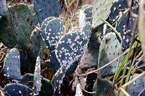 Cactus with Cochineal