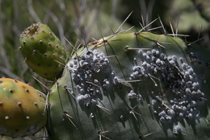 Source of Cochineal Extract. Cochineal insects on a cactus. Click for original photo by onepixelsquare 
